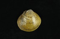 藏品(紅樹蜆)的圖片